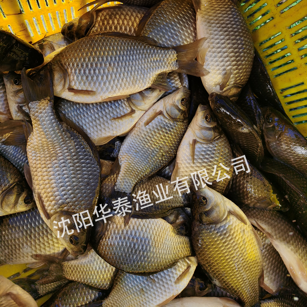 &#30343;&#20896;