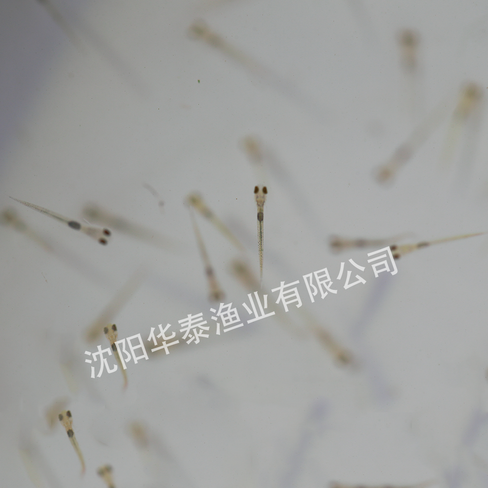 &#30343;&#20896;
