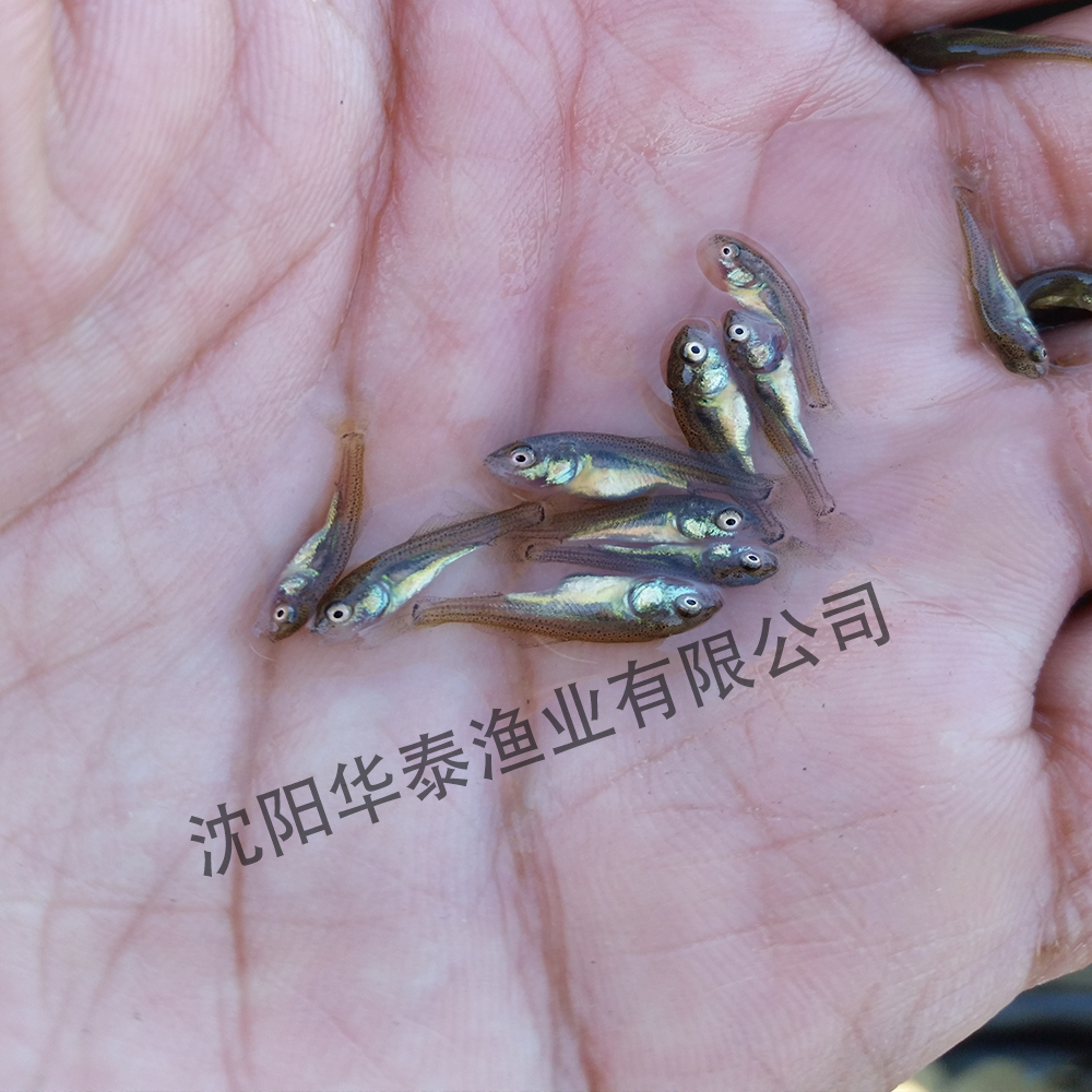 &#30343;&#20896;