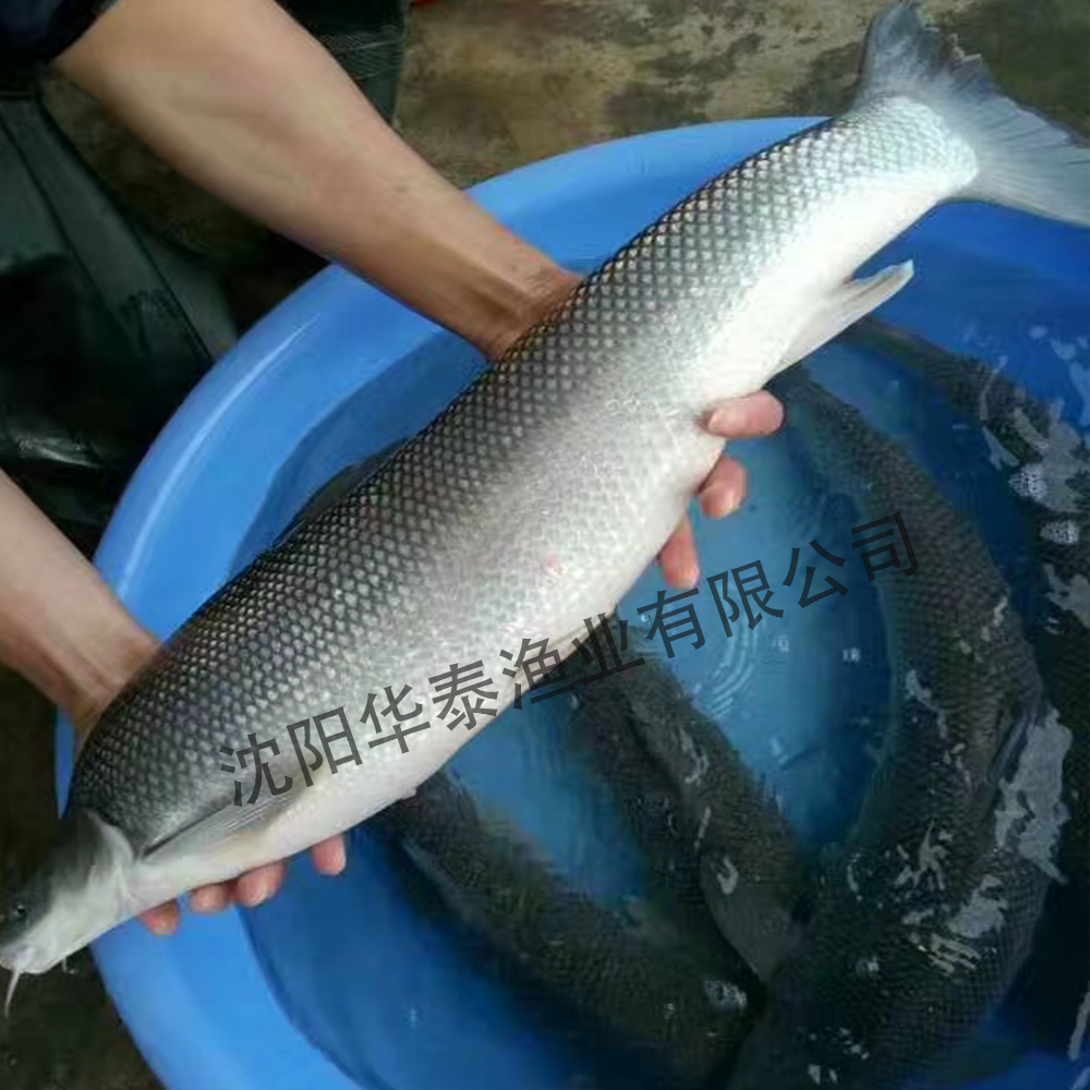 &#30343;&#20896;