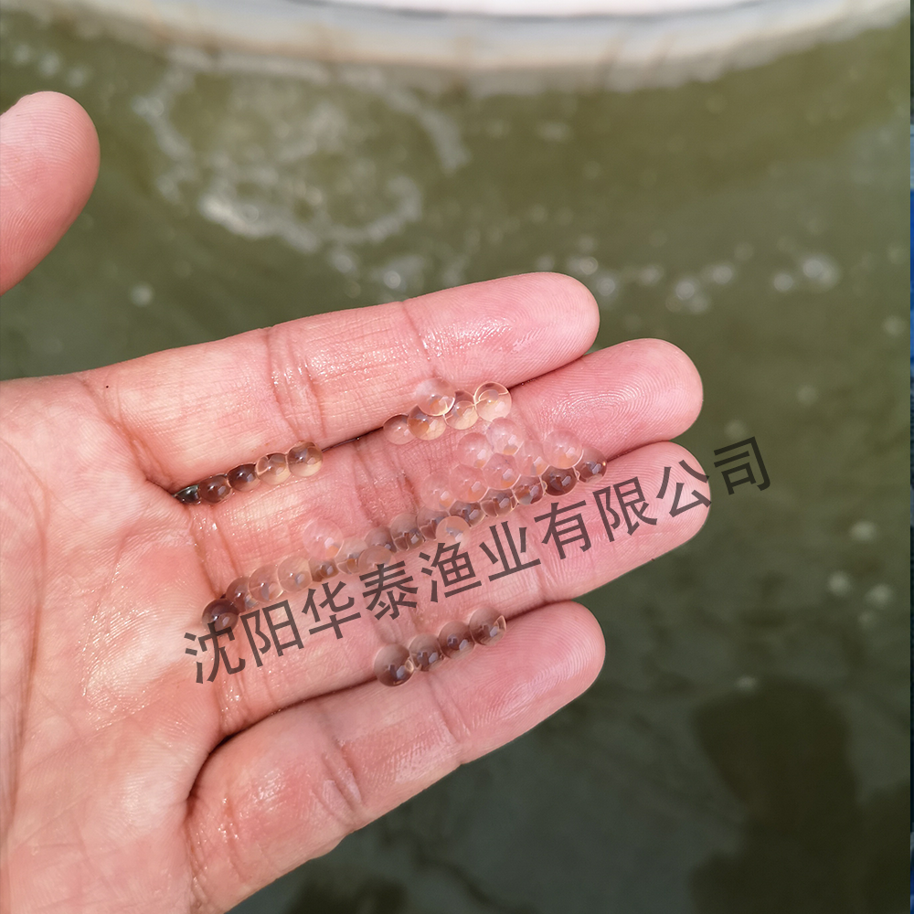 &#30343;&#20896;
