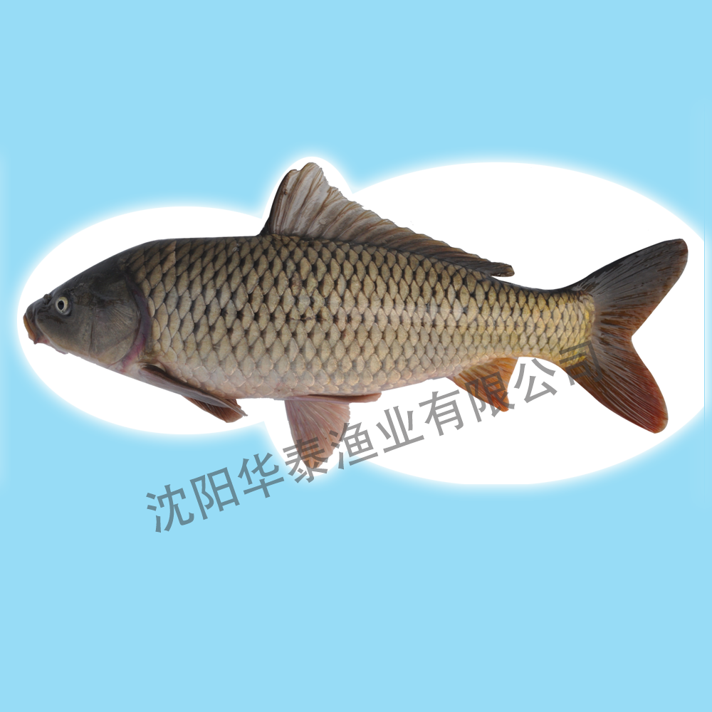 &#30343;&#20896;